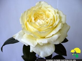 Rosa Cream Yves Piage.jpg